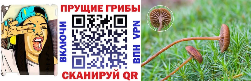 Псилоцибиновые грибы Cubensis  Тулун 